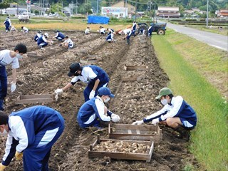 球根堀の様子4