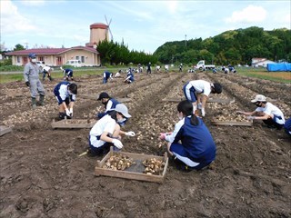 球根堀の様子6