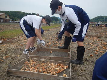 球根掘り