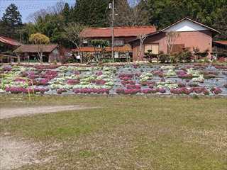 きれいに咲いた芝桜