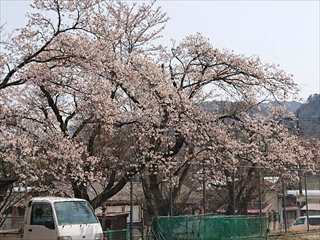 桜の様子