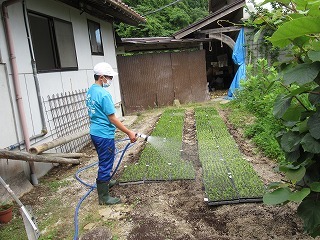 水やりをしています