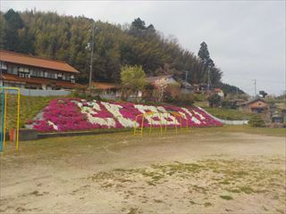 芝桜が満開です