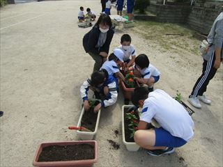 縦割り班ごとに苗を植えています