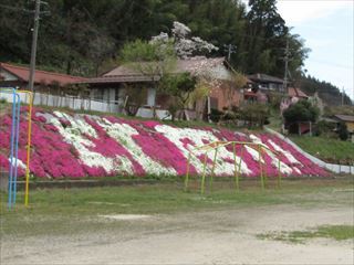 校庭の芝桜も綺麗に咲いています。