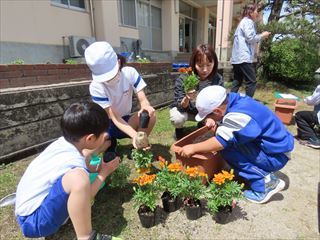 ５，６年生を中心に班ごとに植えました。