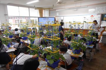 asagao2