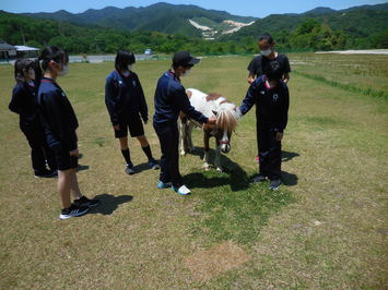 ポニーと触れ合う生徒