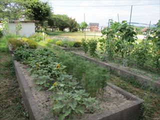 花と野菜