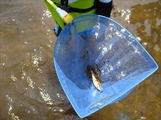 魚がとれている