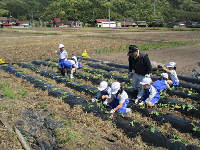 どんどん苗を植えています