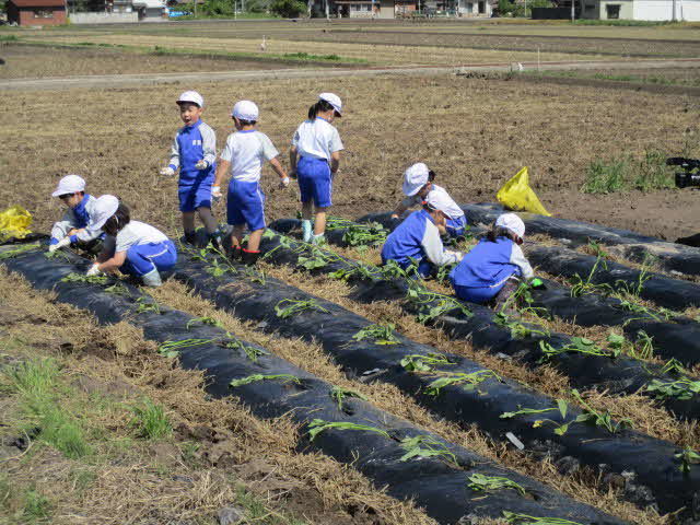 あっという間に植えました