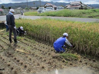 鎌で刈る