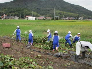 いもづるをとる