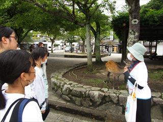 宮島のガイドさん