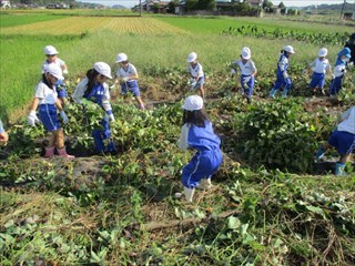 葉茎をとる