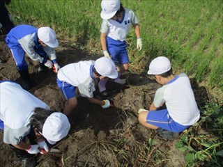 芋を見つけるために掘る