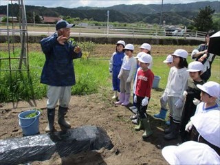 いも苗植えの仕方