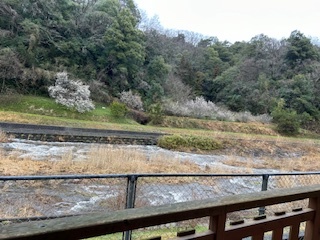 梅の花