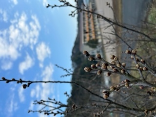 桜の芽