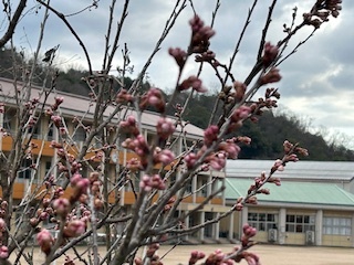 サクランボ桜