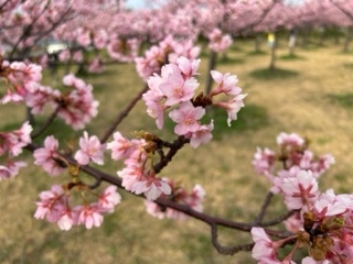 河津桜