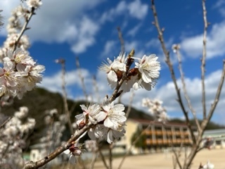 サクランボ桜