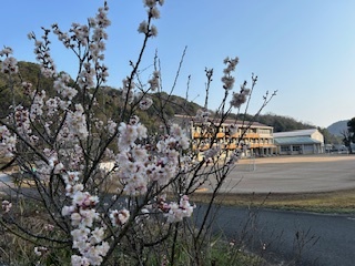 サクランボ桜