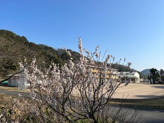 サクランボ桜