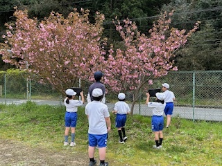 八重桜