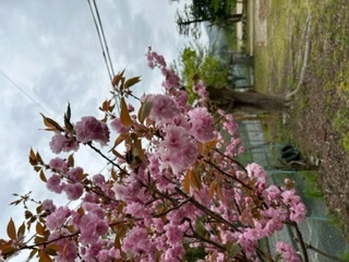 八重の桜