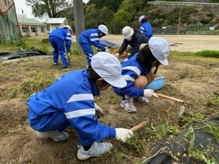 畑の草取り2