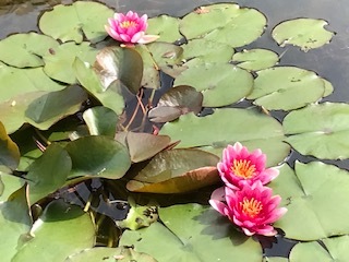 裏の池の様子です