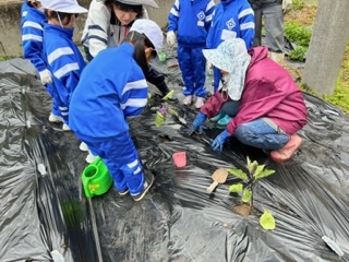 苗植え