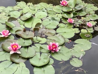 蓮の花の様子です