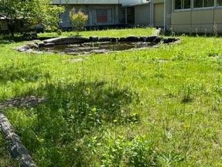 草ぼうぼうの裏庭