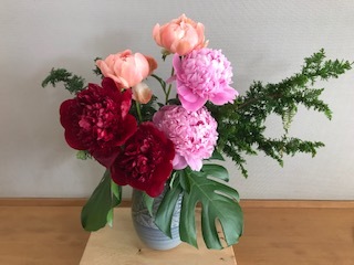 シャクヤクの花です