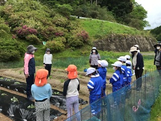 苗植えの学習スタートです