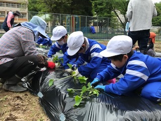 2年生植え付けの様子