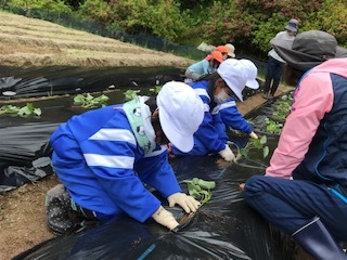 1年生植え付けの様子