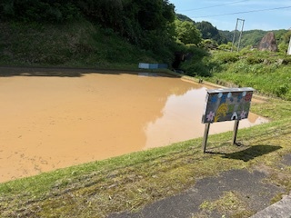 田んぼの様子