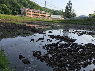 朝の田んぼの様子