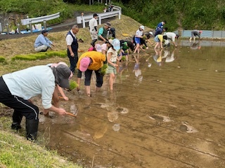 田植えスタート