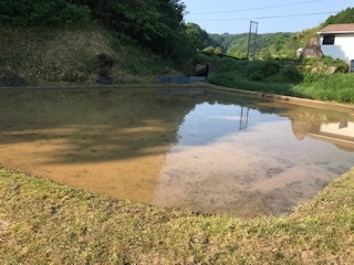 田んぼの様子