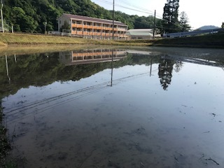 代掻きの状況