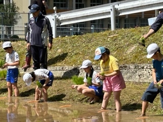 田植えの様子2