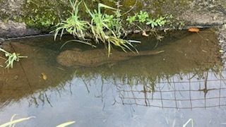 オオサンショウウオ