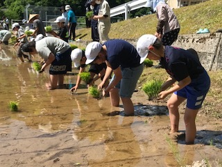 田植え2