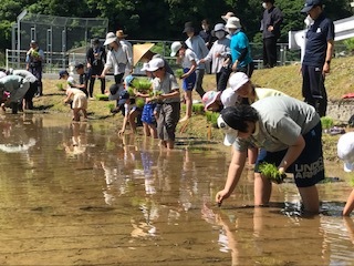 田植え3