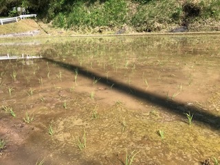 植えた後の田んぼ